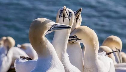 开云：开启奢华时尚新纪元