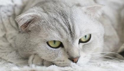 半岛体育在线：点亮你的体育世界，掌控每一场比赛的热情