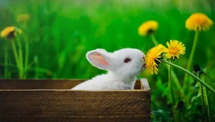 开云体育APP官网：点亮你日常的体育热情，数据与热爱同行